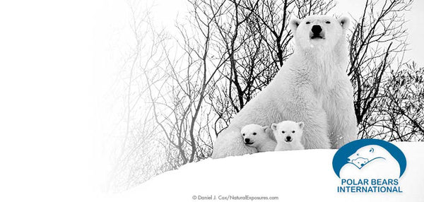polar bears standing in snow for polar bear international ad