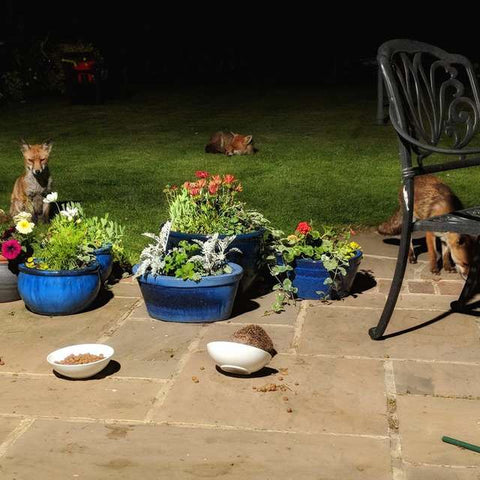 foxes and hedgehogs hanging out in backyard