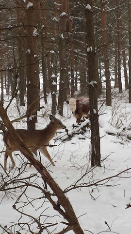 baby deer in woods in snow with cow looking at it