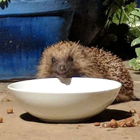 hedgehog eating out of white bowl