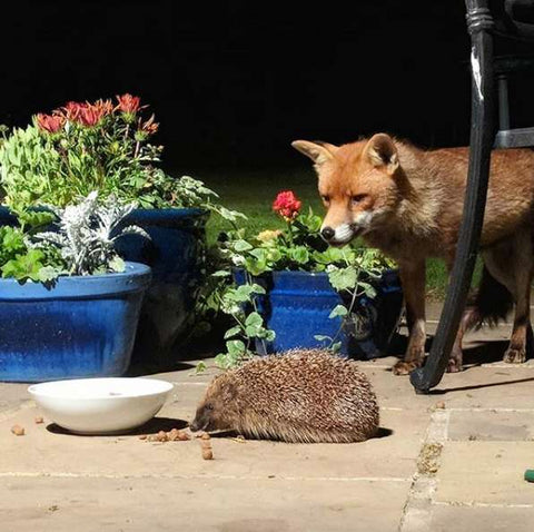 fox walking up to hedgehog