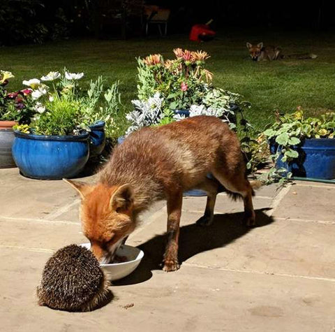 fox eating out of bowl with hedgehog