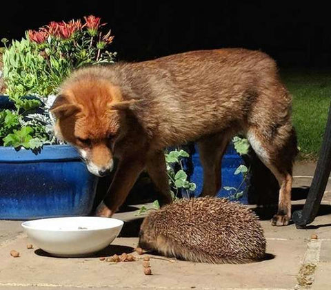 fox staring at hedgehog