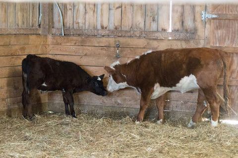 baby cow reunited with other cows