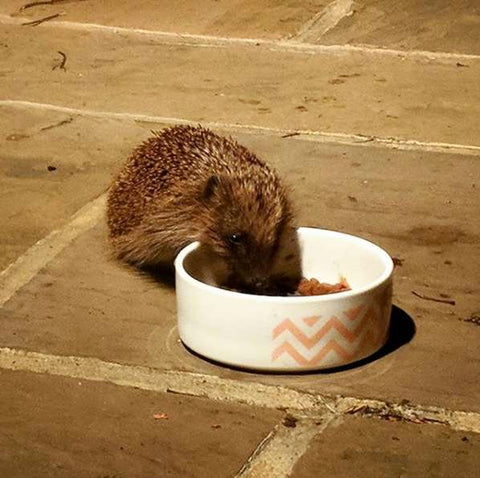 hedgehog eating out of small dish