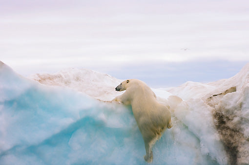 polar bear climbing on top of an iceberg