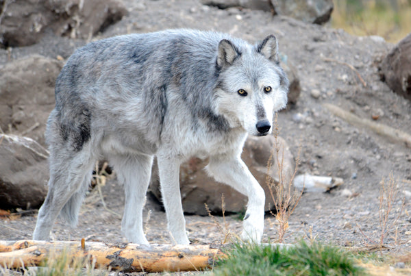 older grey wolf walking