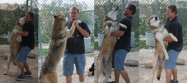 grey wolf dancing with a human