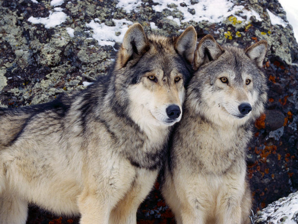 two grey wolfs standing next to each other