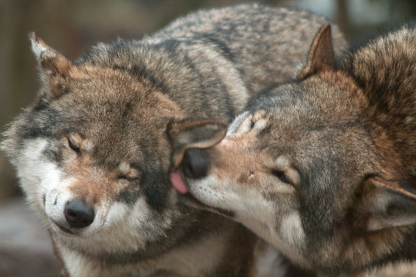 grey wolf licking mate’s ear