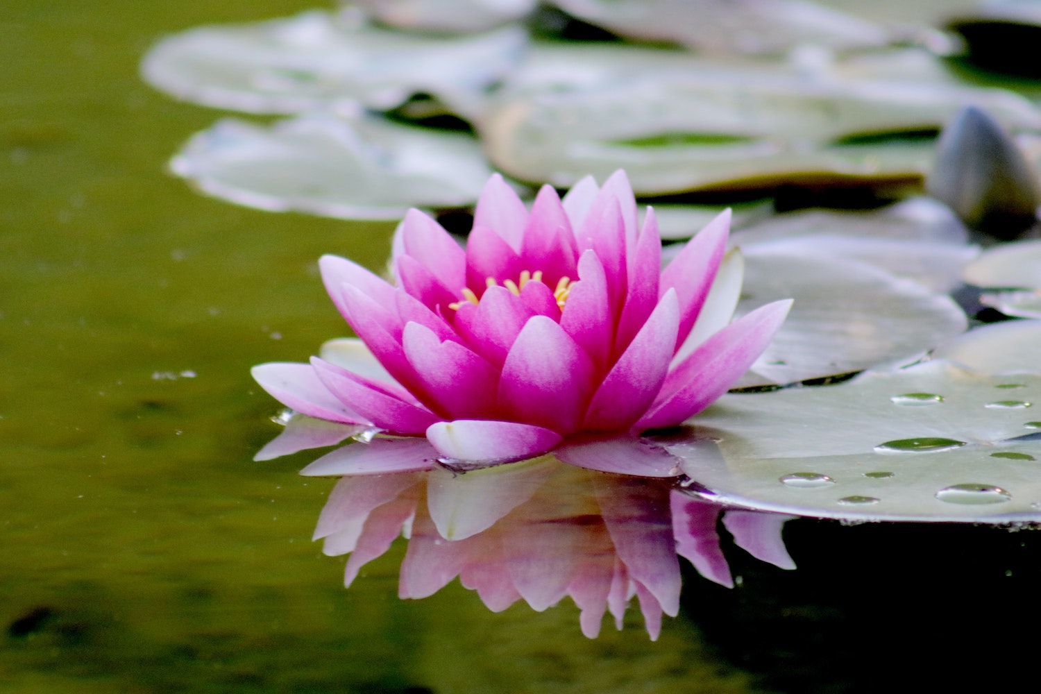 Lotusbloem Betekenis, symboliek achter de unieke bloem -