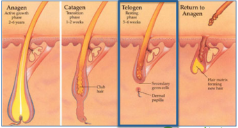 Telogen hair phase