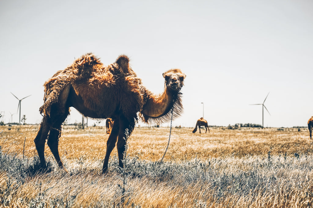 A camel with two humps up-close looking at you with dromedaries and windmills in the background