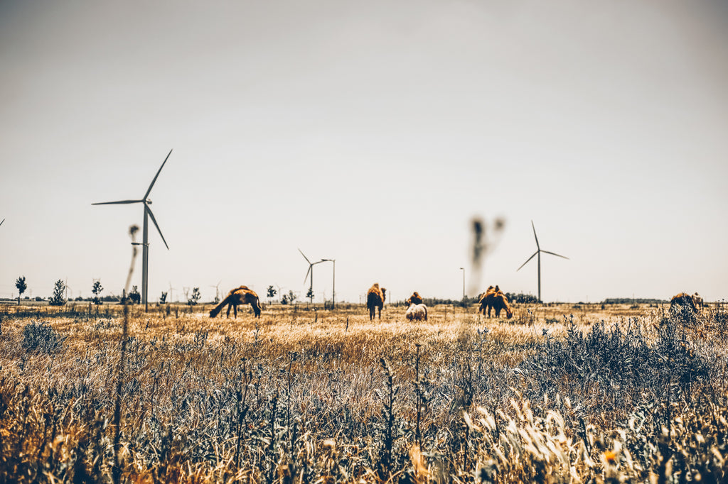 Camels and dromedaries on open grassland at a distance with windmills in the background