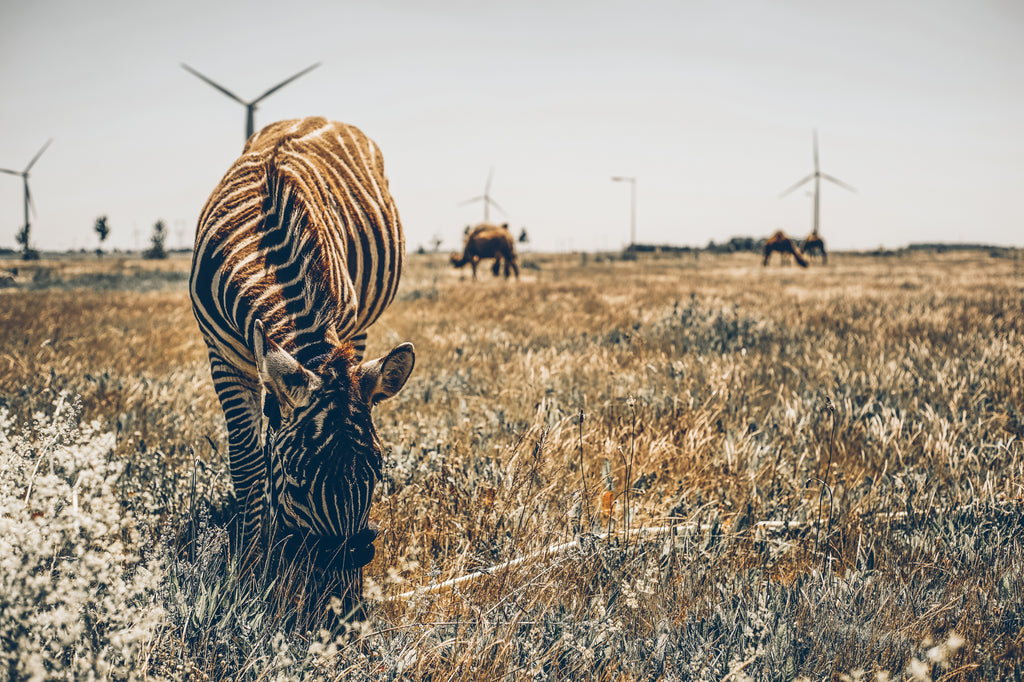 Zebra up-close on open grassland with camels and windmills in the background