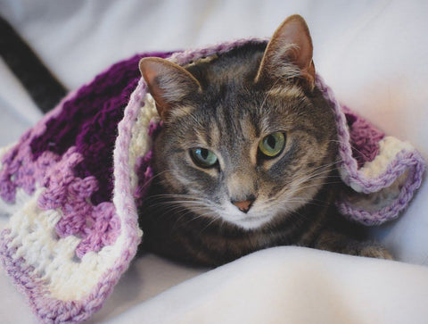 Gray tabby cat Olivia with a purple and white crochet Cat Mat blanket