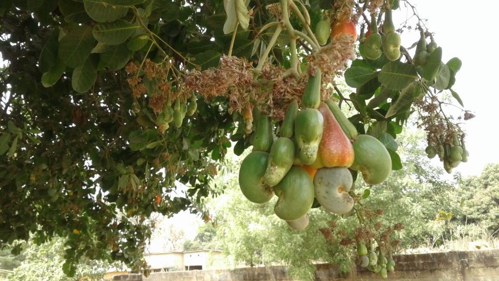 The wonderfully creamy-tasting cashews grow on a tree