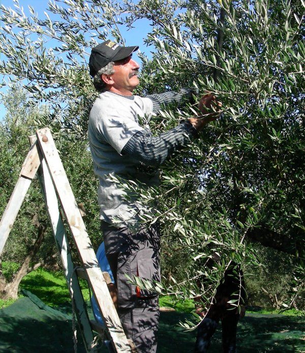  Oliivien keräämistä Terra Cretan oliivitarhassa