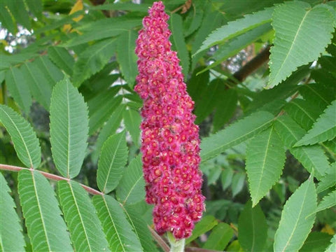 Sumac Berries Green Barn Farm