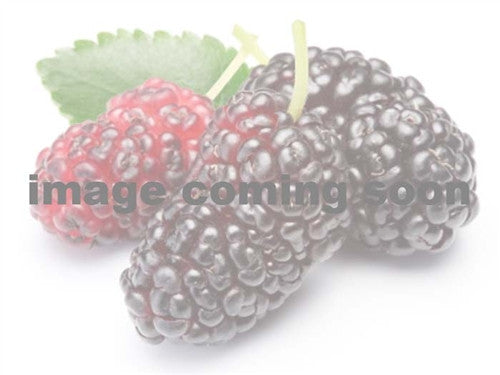 Mulberry Mulberry Definition