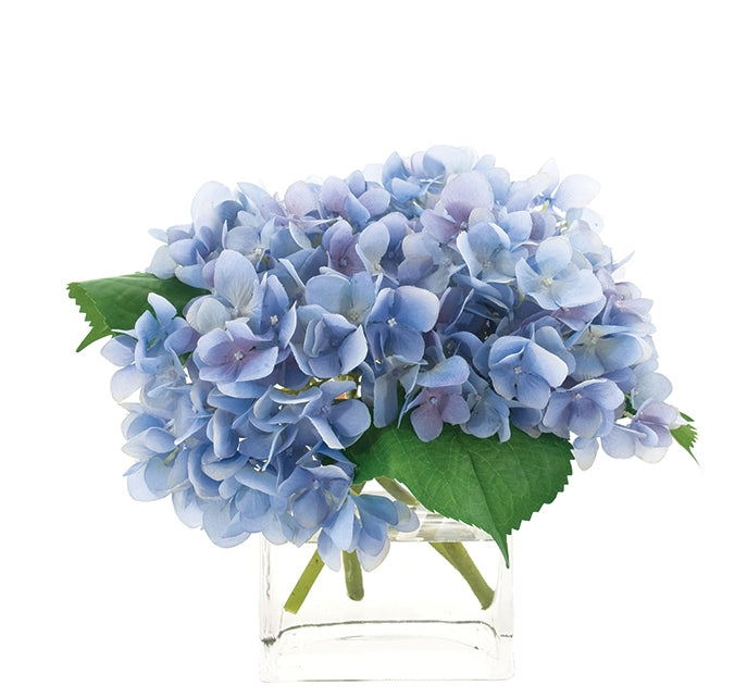 Hydrangea