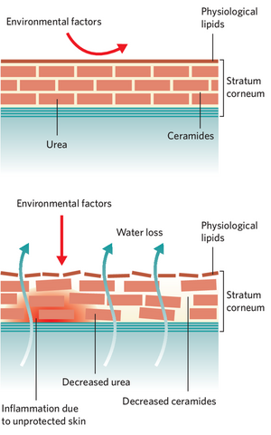 ceramides illustration on skin