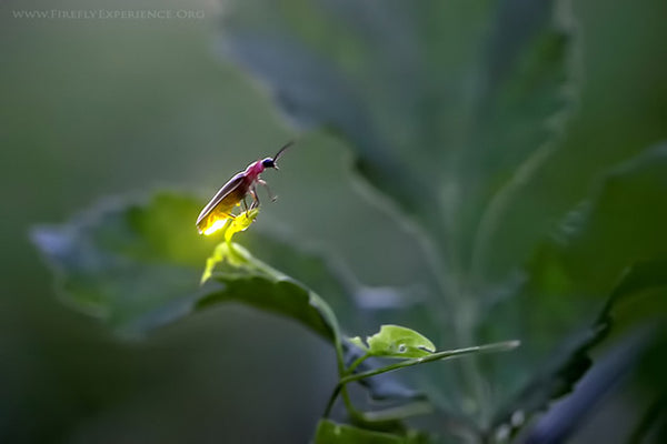 Firefly Experience by Radim Schreiber - Firefly Photography