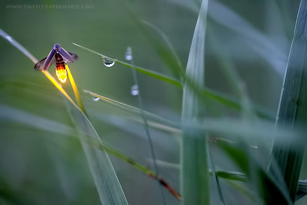 Firefly Experience by Radim Schreiber - Firefly Photography