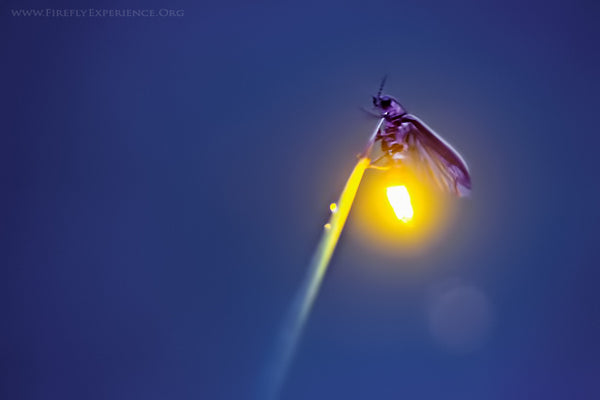 Firefly Experience by Radim Schreiber - Firefly Photography