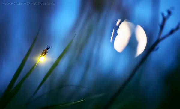 Firefly Experience by Radim Schreiber - Firefly Photography