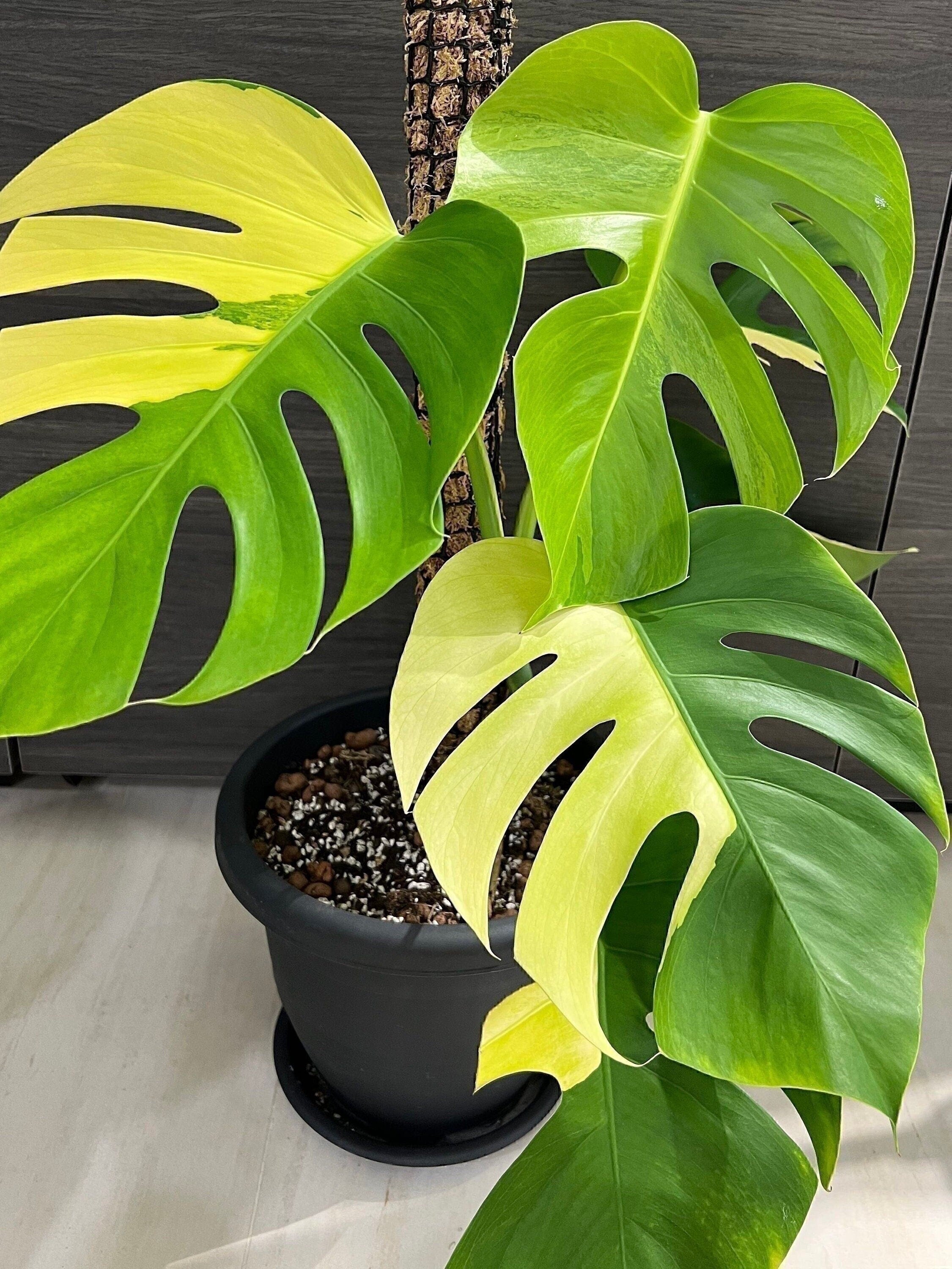 Monstera Aurea Price