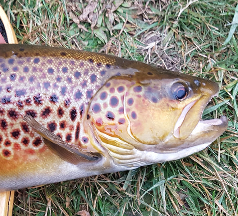 trout caught on the fly