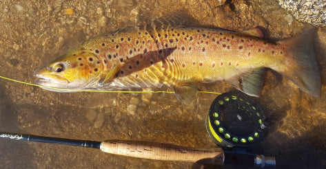 trout flyfishing snowy mountains