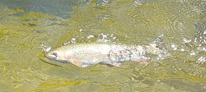 trout flyfishing snowy mountains