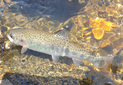 trout flyfishing snowy mountains