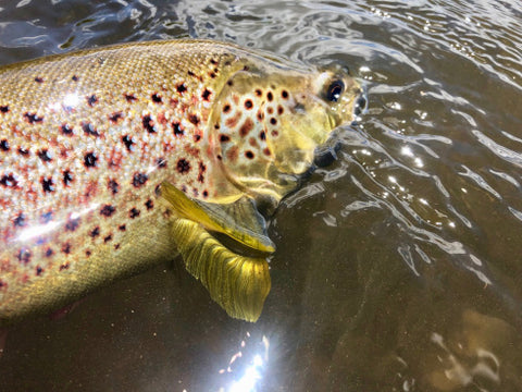 fly fishing in rivers in the snowy mountains