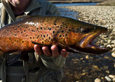 trout flyfishing snowy mountains close up