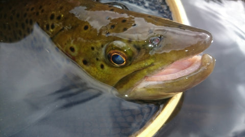 trout flyfishing snowy mountains in net