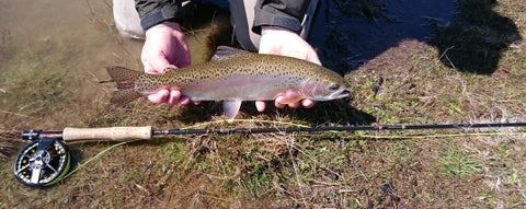 trout flyfishing snowy mountains