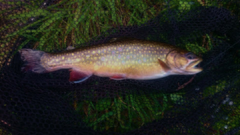 trout flyfishing snowy mountains