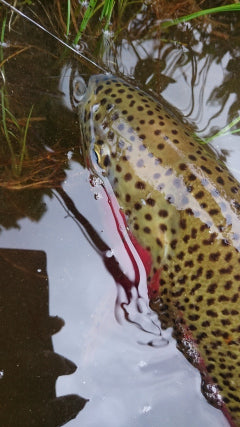 trout flyfishing snowy mountains