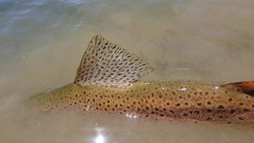 trout fishing snowy mountains