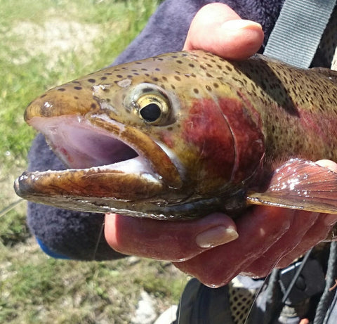 catching trout in the river on a fly rod