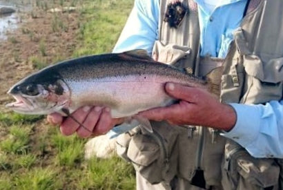 catching trout on a fly rod