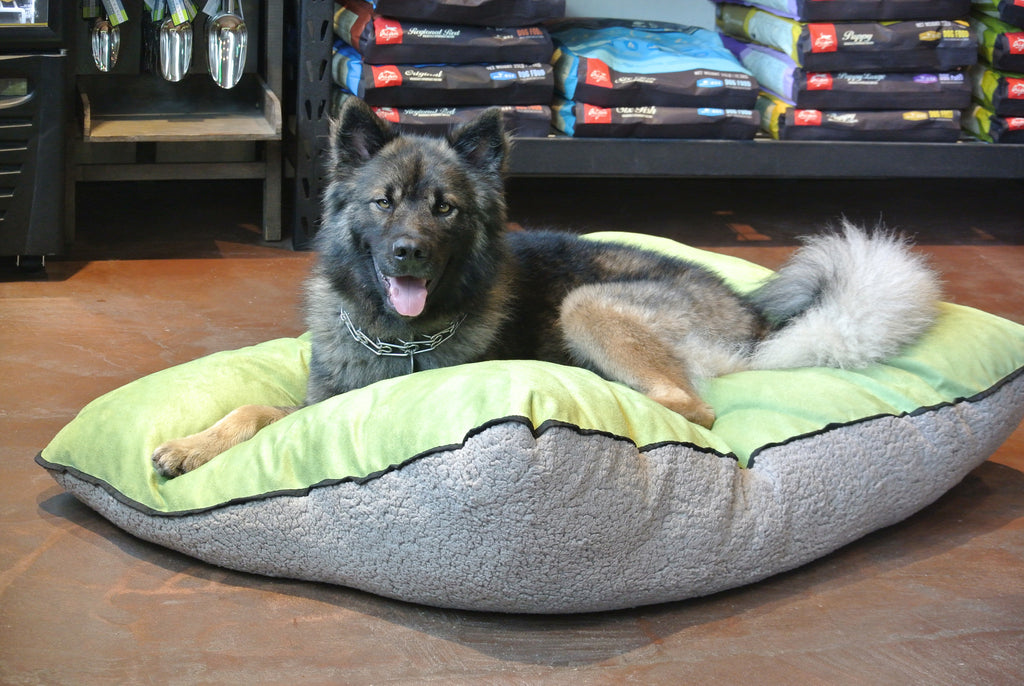 The Perfect Pet Bed: No Longer Just a 