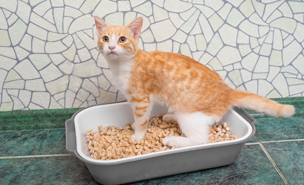 is kitty litter bad for pregnancy