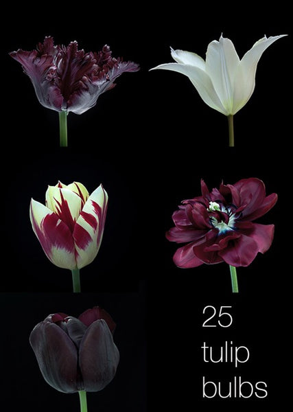 Tulip bulbs photography photograph ruber