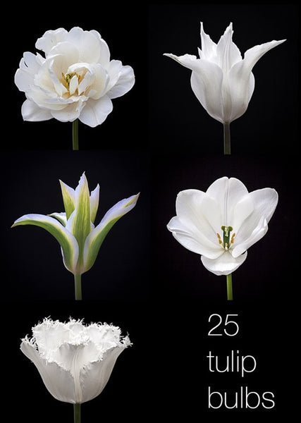 Sabina Ruber tulips
