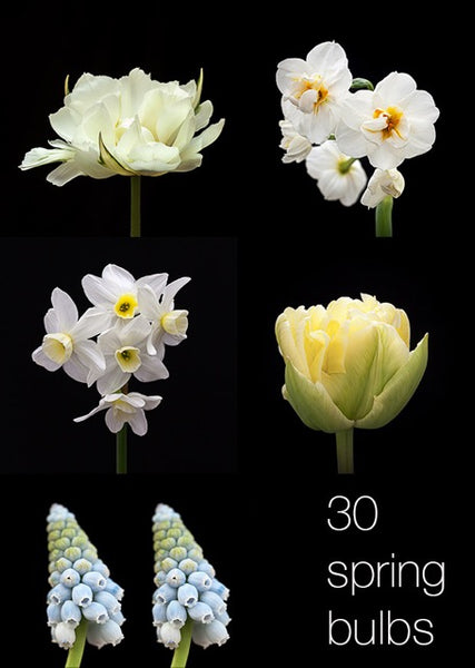 Spring bulbs photographer Sabina Presteigne