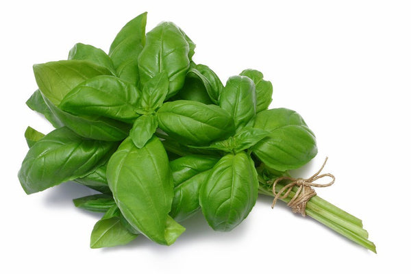Windowsill-herb-kit-green-basil-plant-can